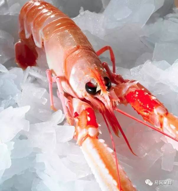 三伏天适合吃什么海鲜,三伏天能吃什么海鲜