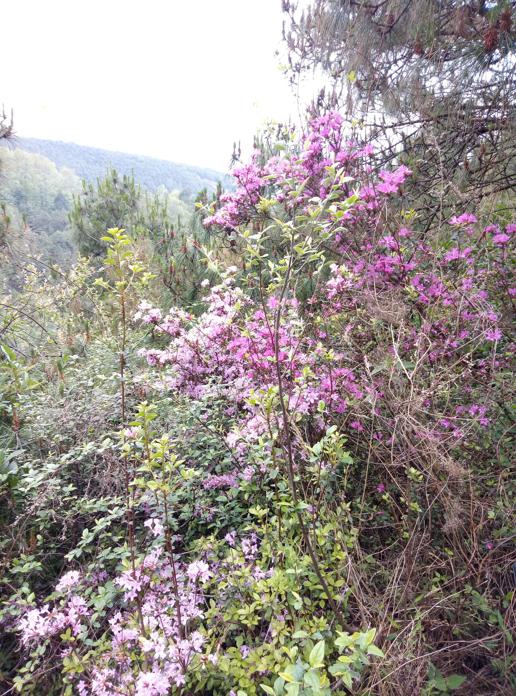 大理苍山的景色介绍,大理苍山上面的景色