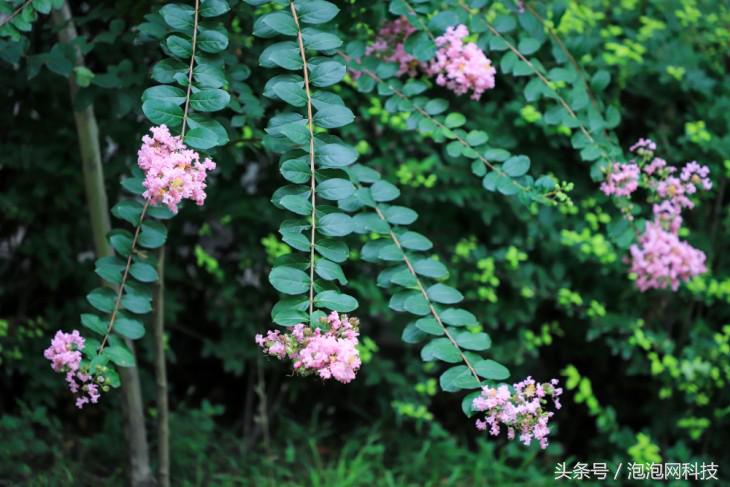 佳能6dmarkii使用详解,入门级全画幅佳能相机型号