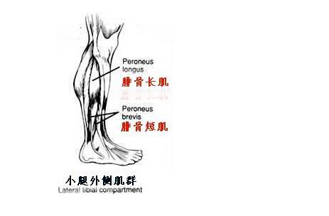 腿部肌肉分布图练腿,o型腿锻炼哪些肌肉群