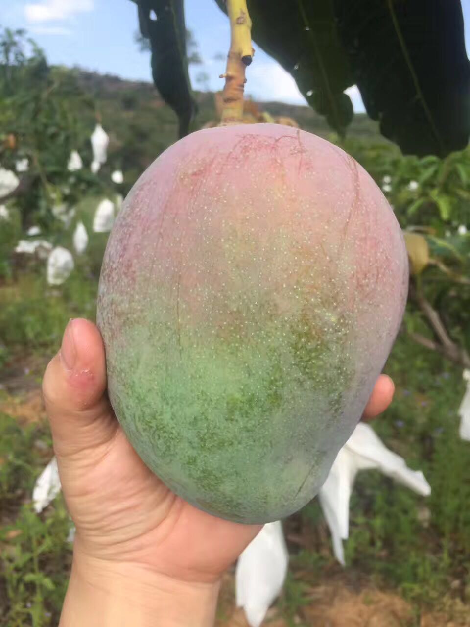 三伏天来了哪三种水果不能吃呢,三伏天当季水果有哪些