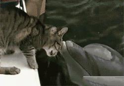 丈母娘您好，您的女儿我已经预定了