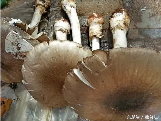 野生菌的食用与安全,野生菌安全吃法