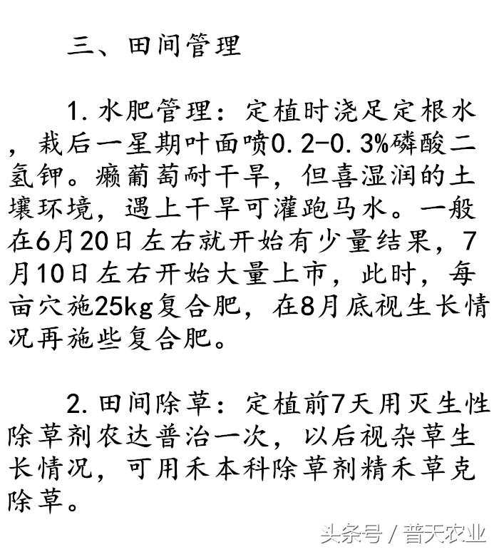 癞葡萄的种植方法和技术,癞葡萄种植方法和注意事项
