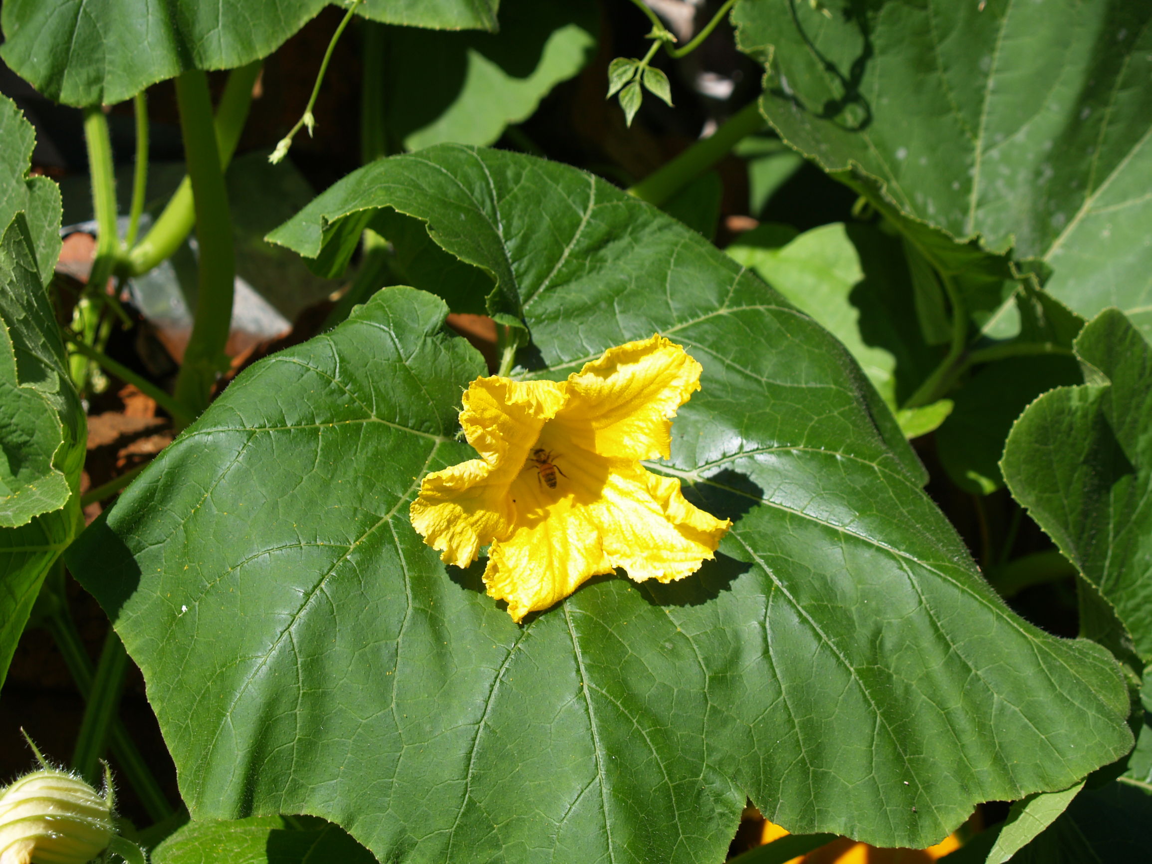 道德经妙解导读与分享,道德经解读大全经典版