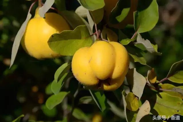 鹅梨帐中香青韵香道套装,除了鹅梨香还有什么香好闻