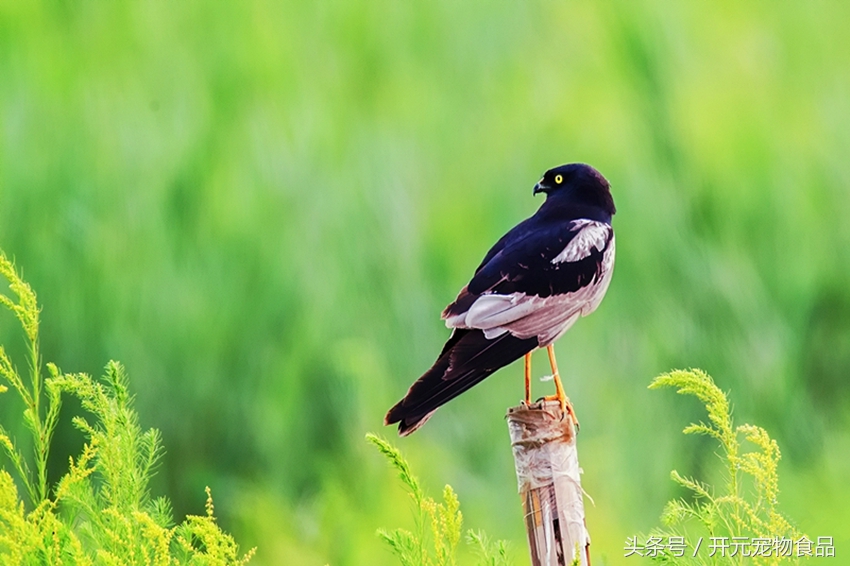 请不要在叫我喜鹊，我是四喜鸟