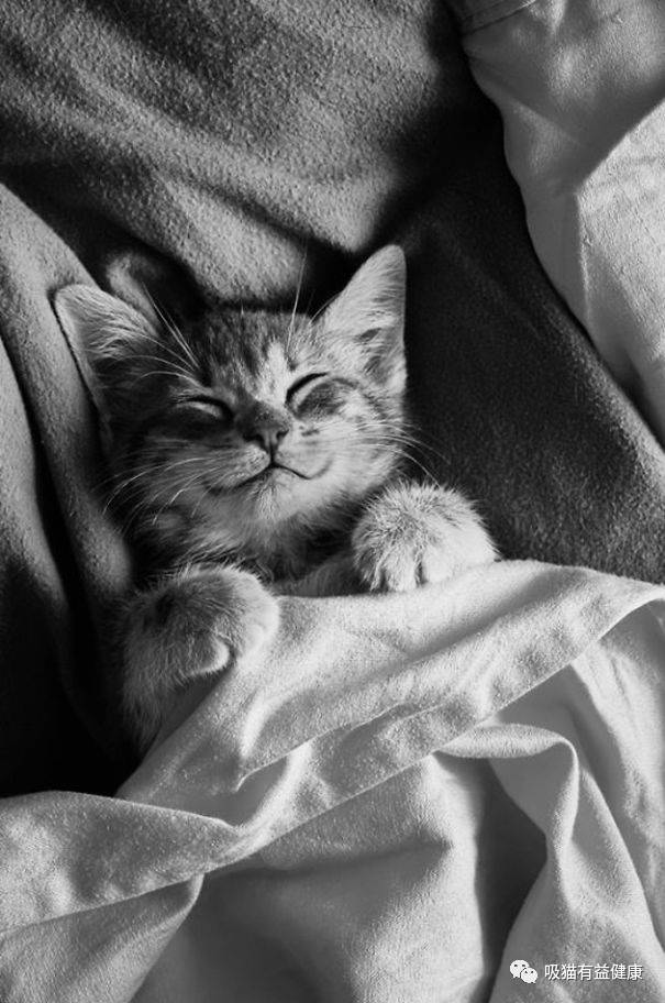 猫咪的笑容,猫咪的笑容都那么萌