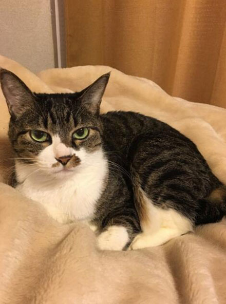 橘猫奇怪睡姿,橘猫睡了一觉