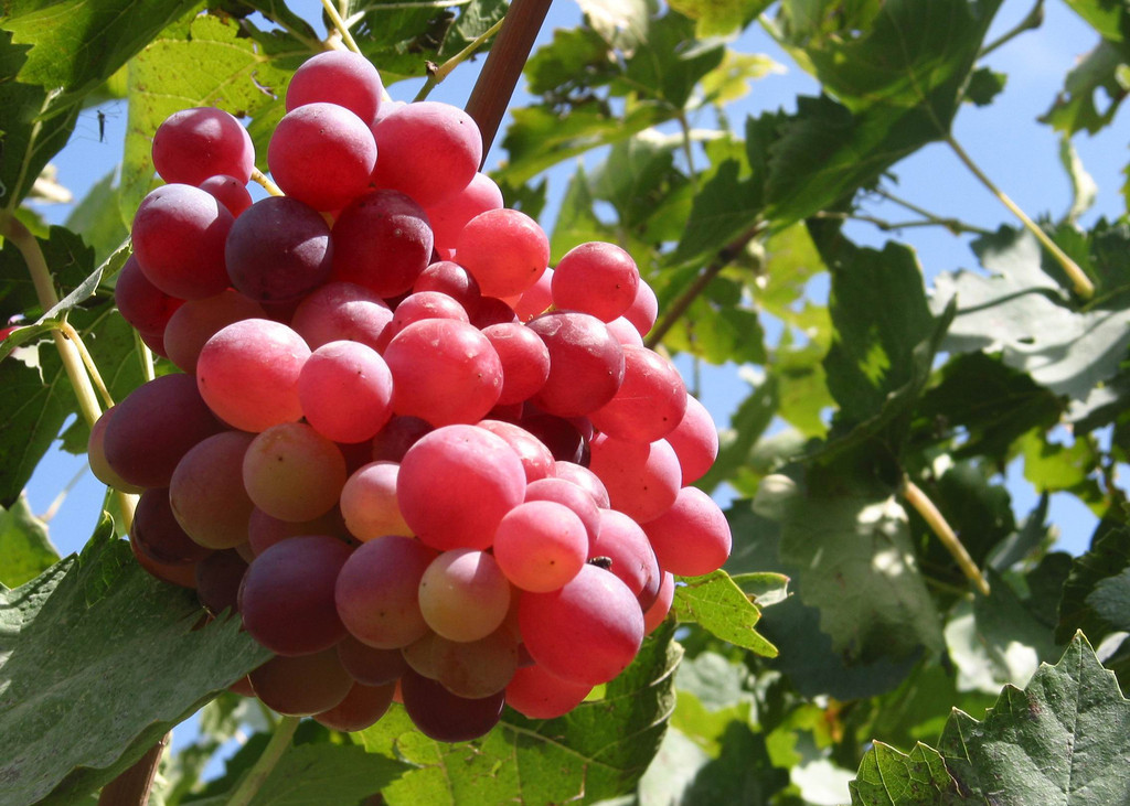 葡萄到底是酸的还是甜的,葡萄哪种比较甜