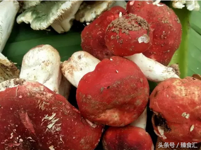 野生菌的食用与安全,野生菌安全吃法