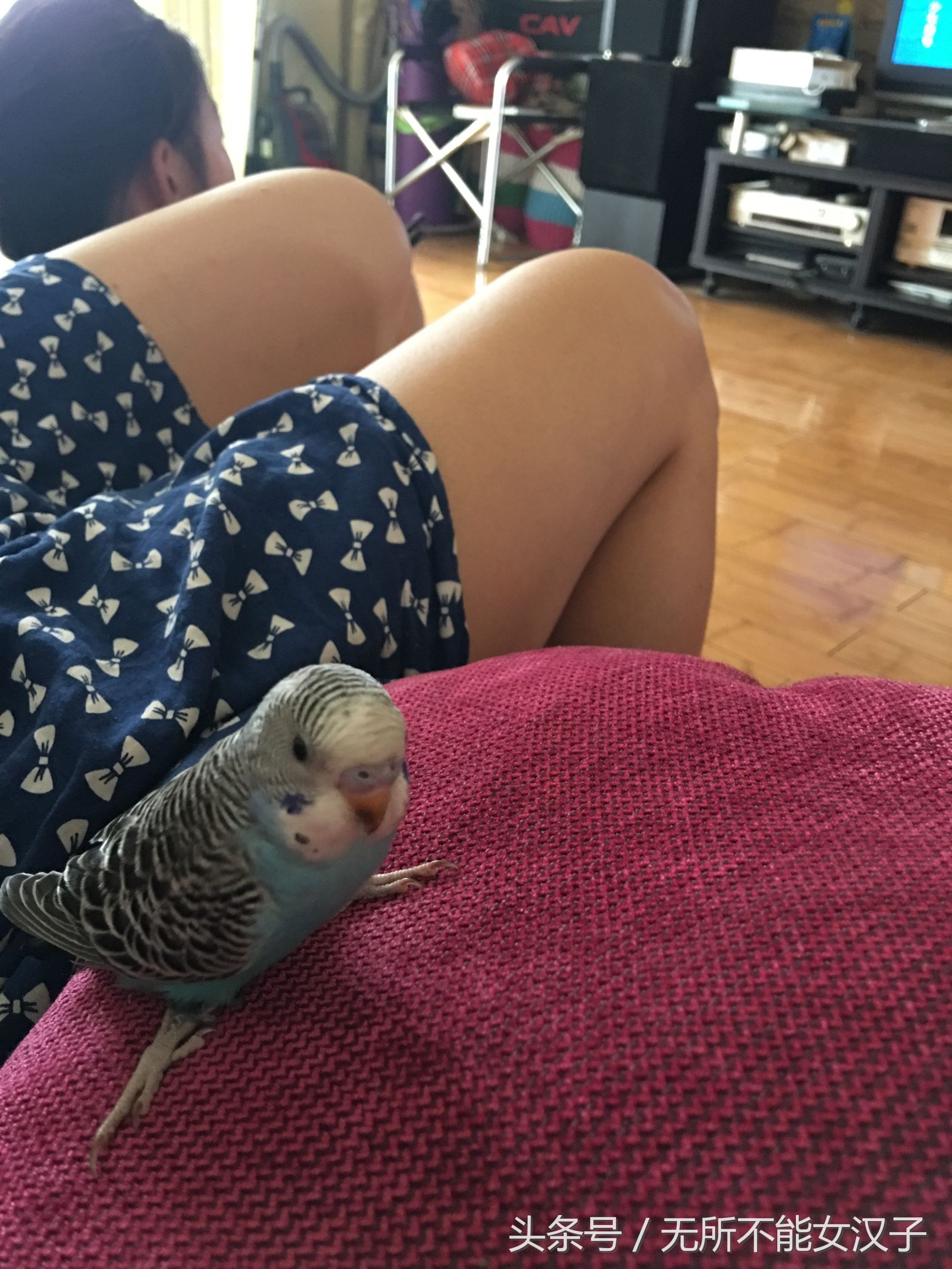 八字腿矫正后的鹦鹉,虎皮八字脚矫正几天