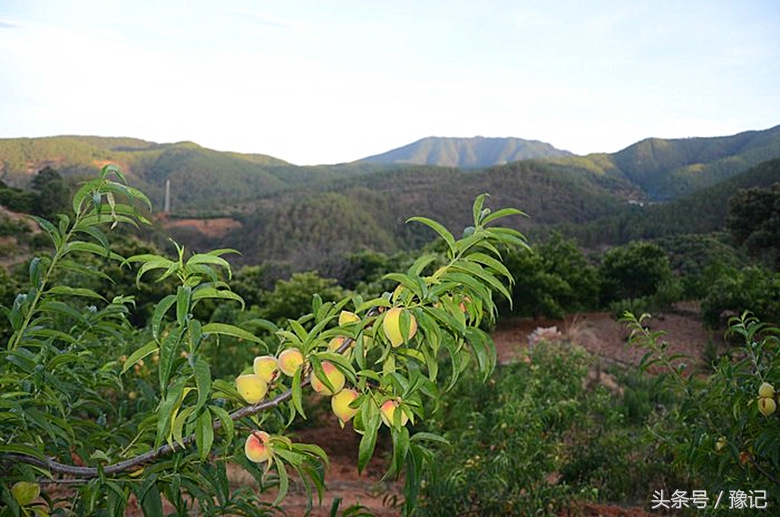 太土豪了！河南每个农家都有果园，各种水果应有尽有