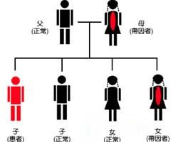 小孩地中海贫血吃什么改善,小孩子地中海贫血怎么补救