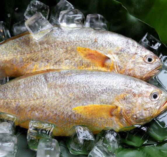 海鱼能人工饲养吗,海鱼可以自己养吗