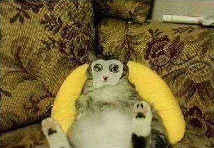 猫咪贴面膜,给猫咪敷面膜