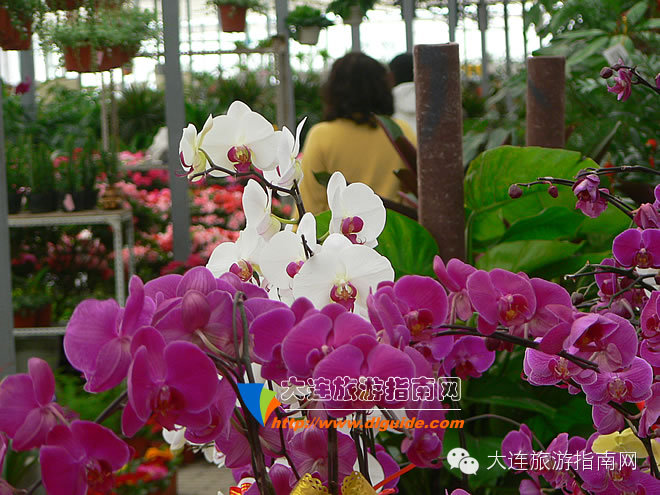 大连西郊超市,大连西郊园艺超市游记