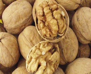 大脑中枢多久才知道进食,关于大脑皮层的知识