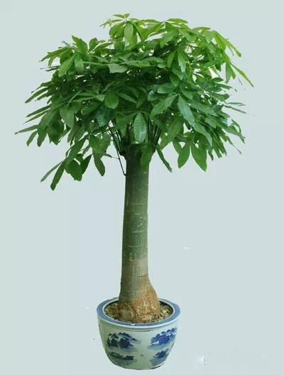 为什么我老是把花养死了,花养死了要丢掉吗