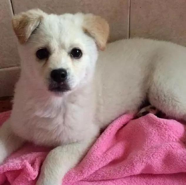 上海嘉定哪里有免费领养狗,瑶海区附近最近的宠物领养