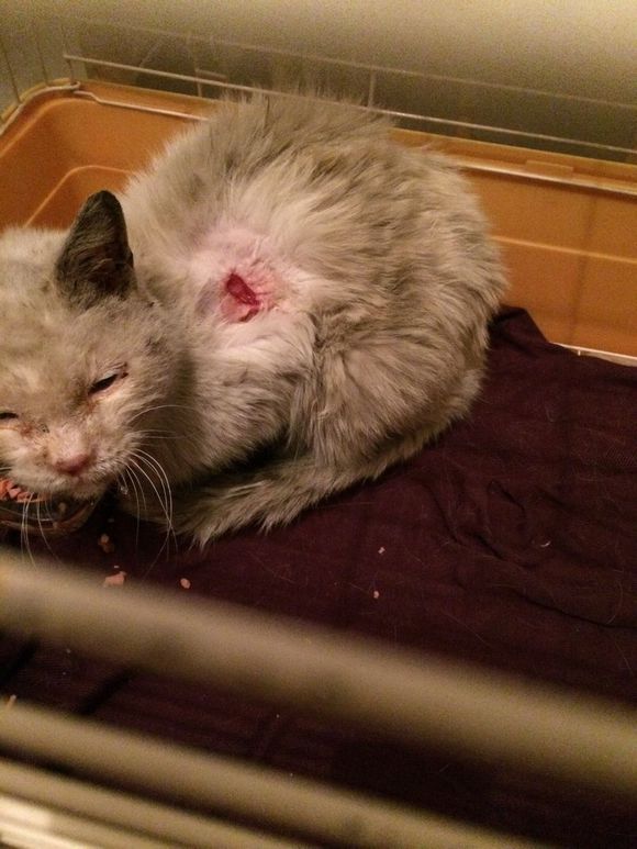 垃圾桶旁边的小猫，我走进了冲着我叫却叫不出声音，只能嘴巴动！