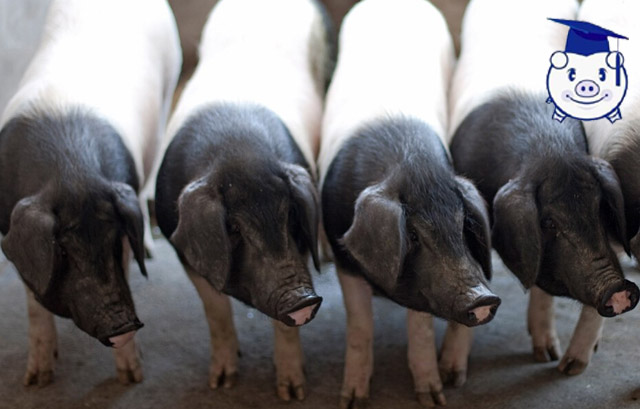 生态养猪让她年入百万,听美女猪倌介绍养猪致富经!