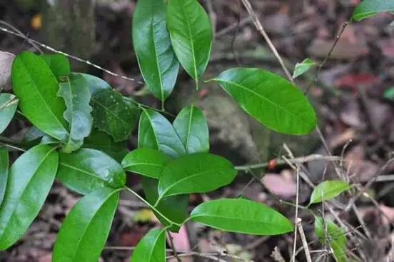 青风藤中药功效图片,青风藤特效单方验方