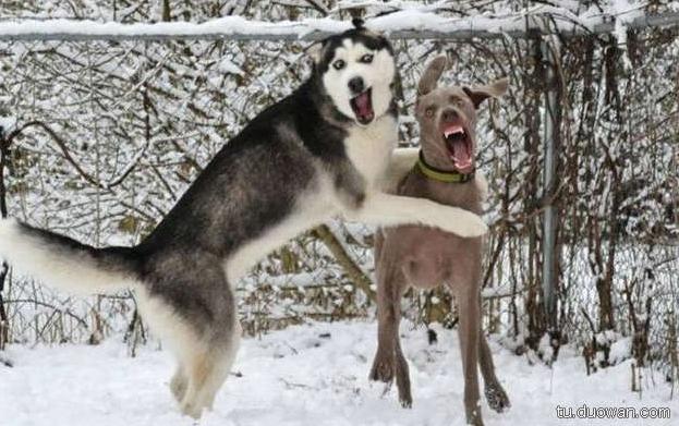 贴心数码｜求大神告知，妹子是什么意思（第12期）