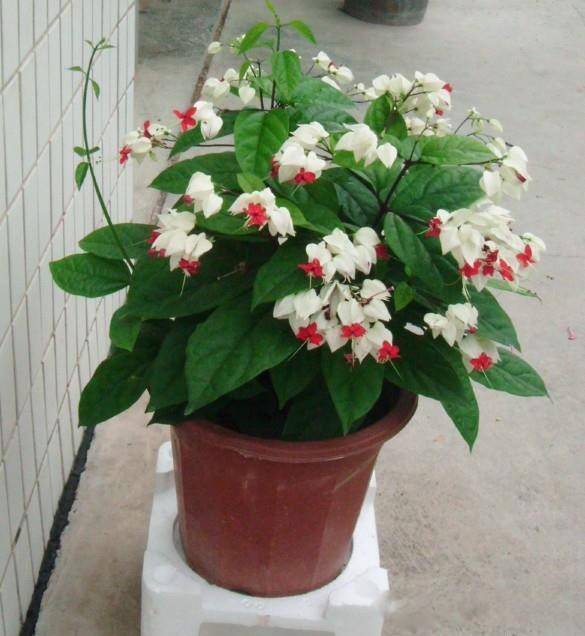 为什么我老是把花养死了,花养死了要丢掉吗