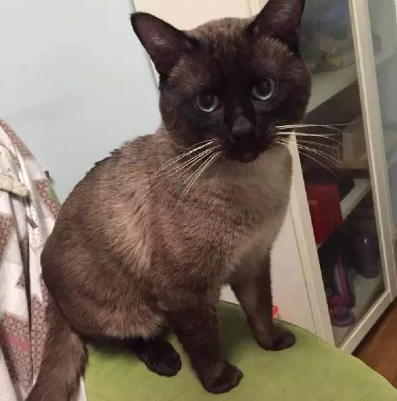 上海嘉定哪里有免费领养狗,瑶海区附近最近的宠物领养