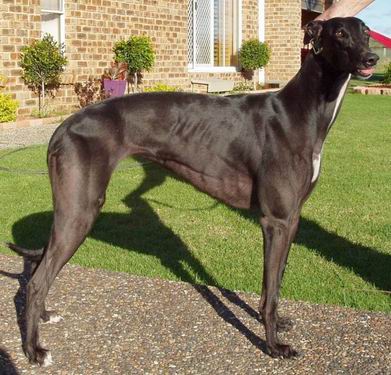 世界上跑得最快的格力犬叫什么,格力犬界的各大名犬