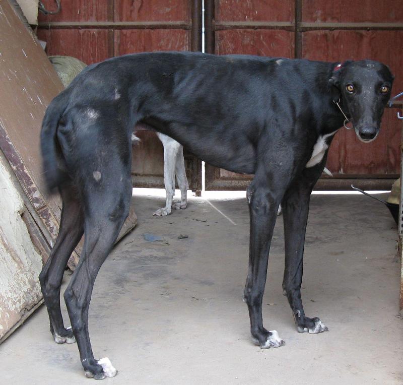 世界上跑得最快的格力犬叫什么,格力犬界的各大名犬