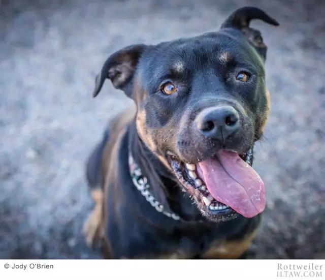 德国犬种罗威纳犬图片,动物世界家禽篇