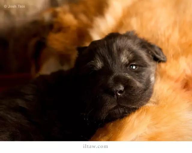 涓浗鐙湁鐘钘忕崚,甯呯嫍鍝佺钘忕崚