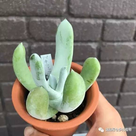 日本第二届多肉特卖会