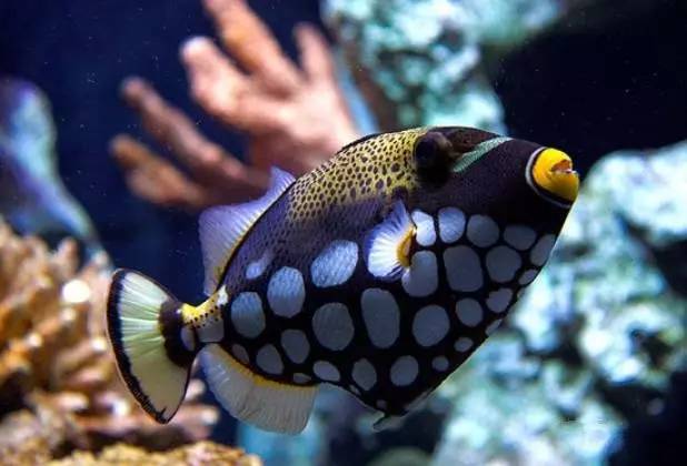 炮弹鱼追人咬,炮弹鱼钓石斑