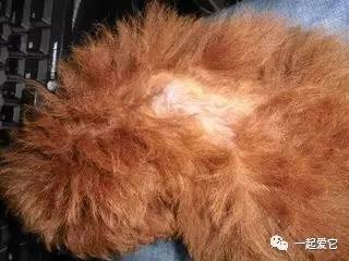 养宠知识狗狗呕吐了怎么办,狗狗掉毛10大原因及解决方法