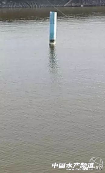 养殖南美白对虾容易出现的问题,养殖南美白对虾有黑皮