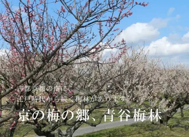 日本樱花盛开之时游人如织,日本已经等不及了