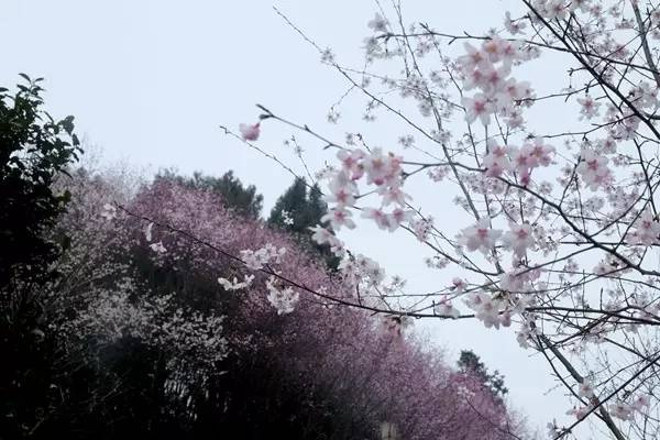 畅游通山,*光春**烂漫映北山一季樱花梦里来