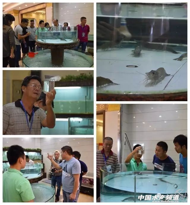 养殖南美白对虾容易出现的问题,养殖南美白对虾有黑皮