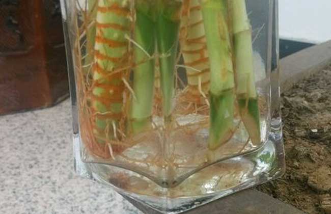 如何养好观音竹叶子不会变黄,观音竹叶子发黄怎么修剪