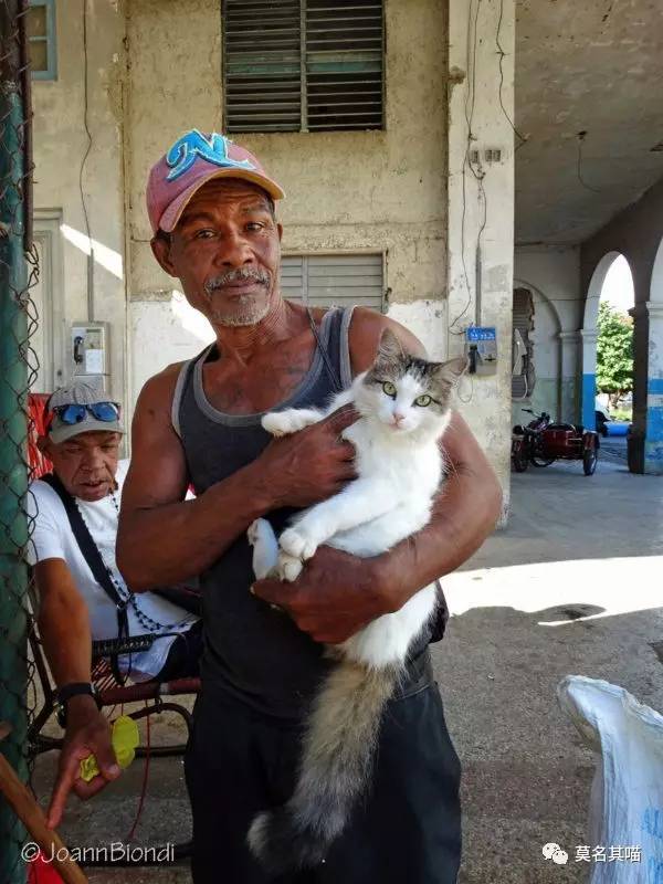 哈瓦那棕猫幼猫,哈瓦那棕猫贵吗值得养吗