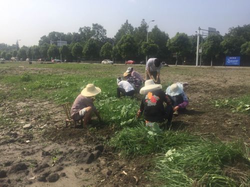 双流赏花一日游最佳景点,双流附近看花景点在哪里