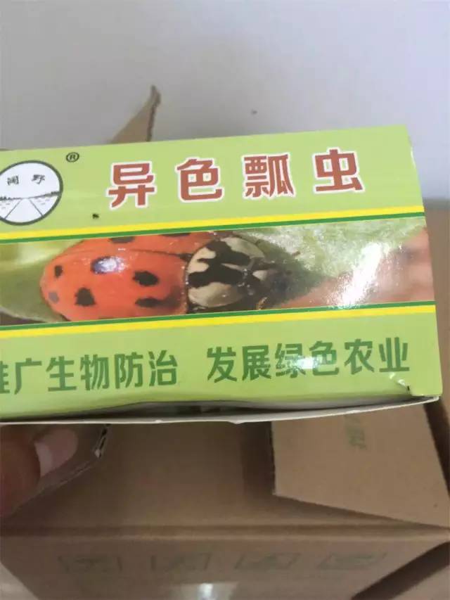 关于园区灭虫通知,昌平灭虫