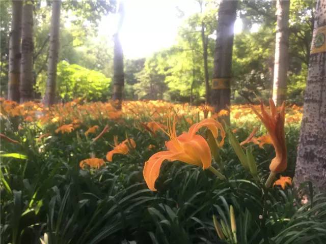 关于园区灭虫通知,昌平灭虫