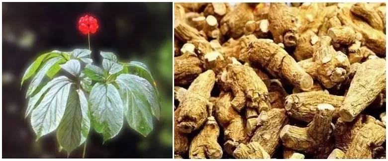 资深中药师告诉您西洋参的秘密,你知道最好的西洋参是什么样的