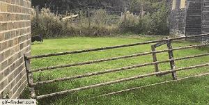 你家猫被人抓去画本子了！