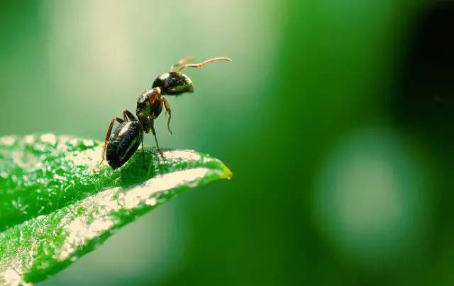 抓蚱蜢捉蜻蜓,捉蜻蜓和抓蜻蜓意思一样吗