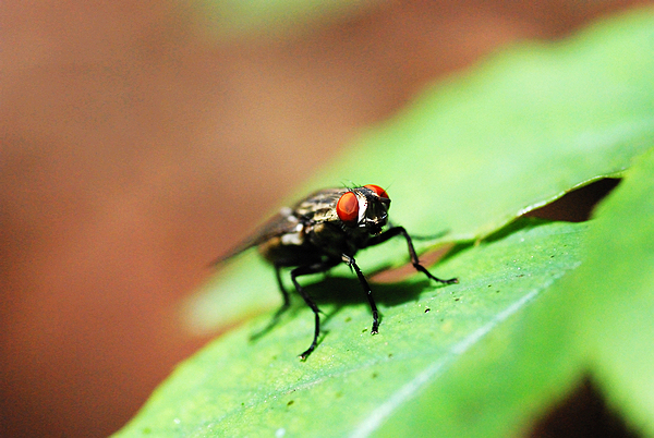 抓蚱蜢捉蜻蜓,捉蜻蜓和抓蜻蜓意思一样吗